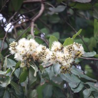 Corymbia